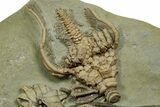 Fossil Crinoid Plate (Six Species) - Crawfordsville, Indiana #371586-3